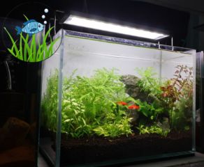 Make your Aquarium